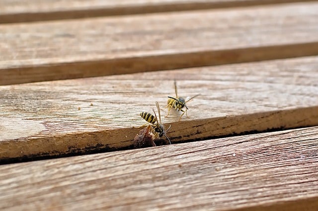 Forebyggelse af hvepseangreb: Tips til at holde dem væk fra dit hjem